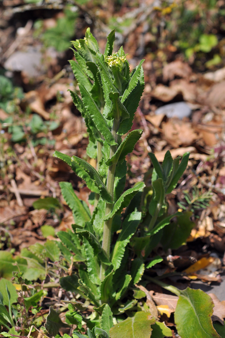 Lepidium campestre