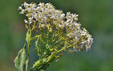 Lepidium campestre