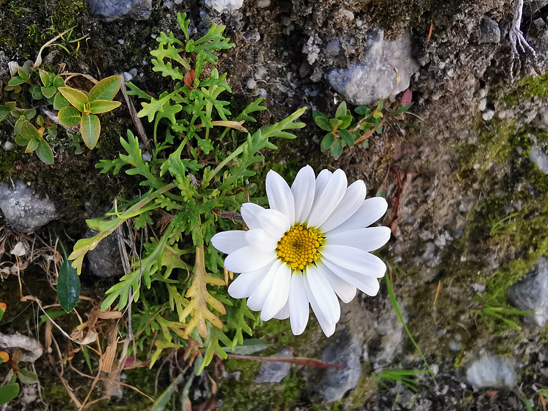 Leucanthemopsis alpina