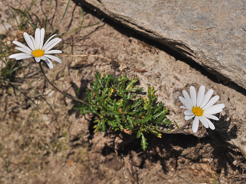 Leucanthemopsis alpina