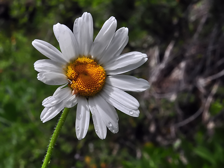 Leucanthemum adustum