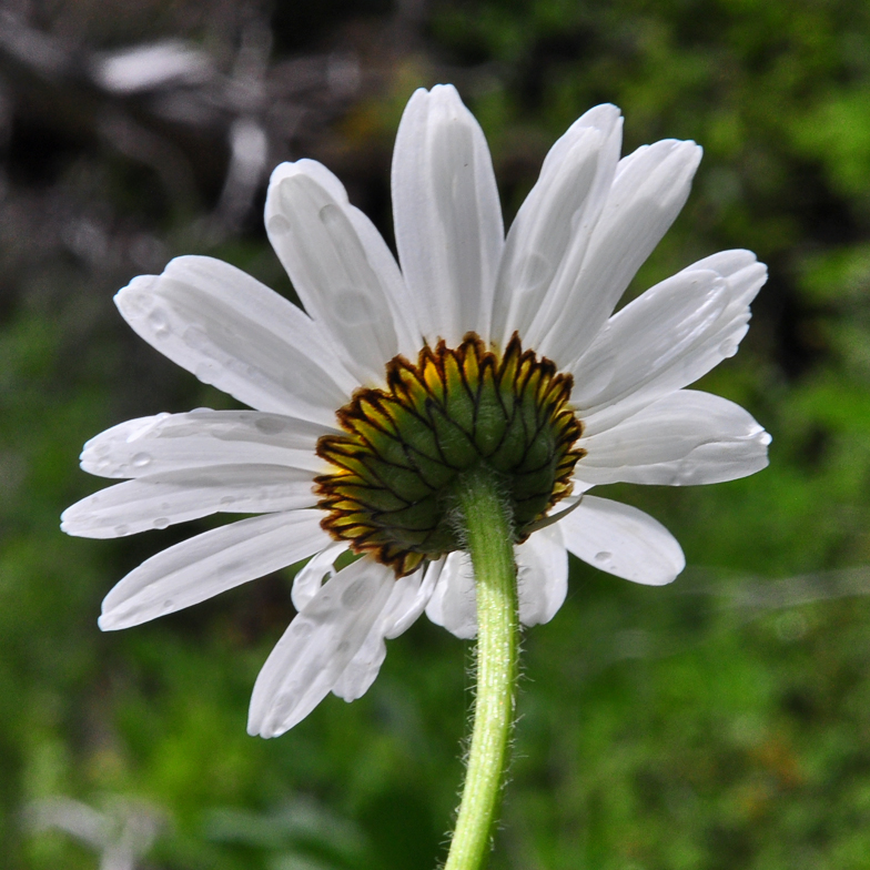 Leucanthemum adustum