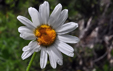 Leucanthemum adustum