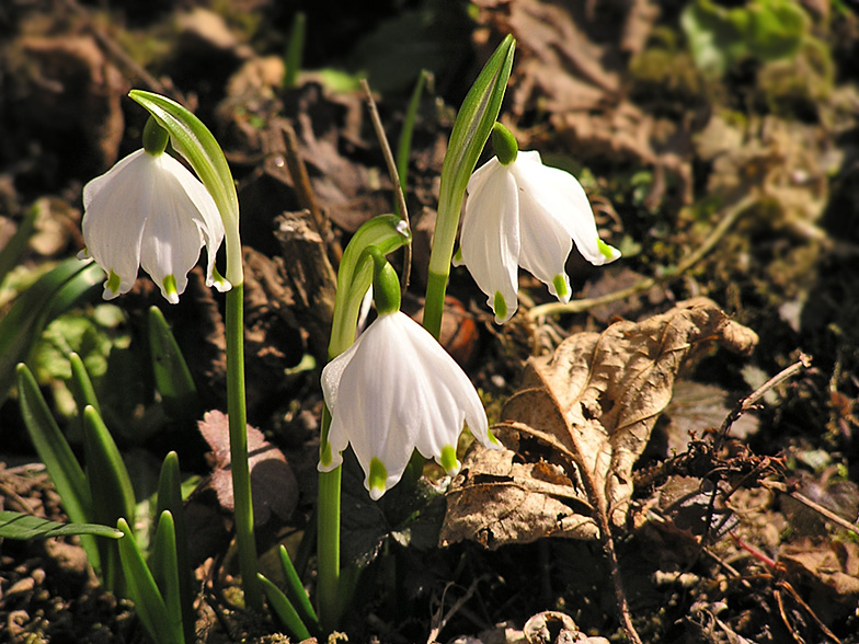 Leucojum vernum