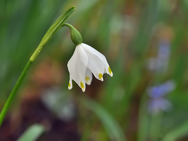 Leucojum vernum