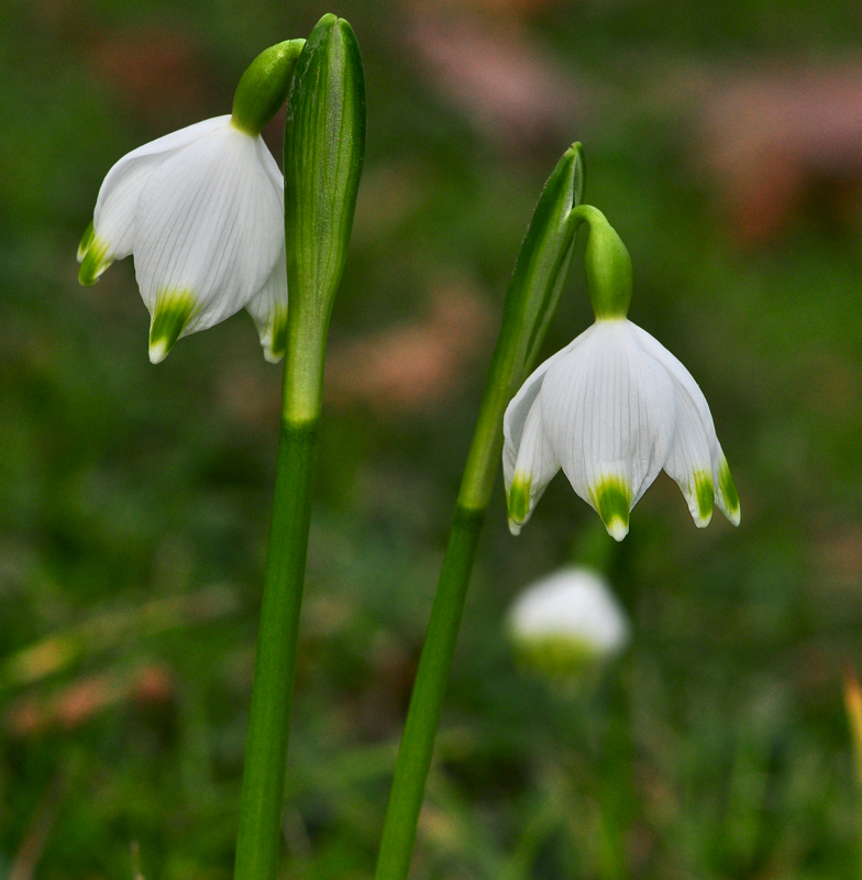 Leucojum vernum