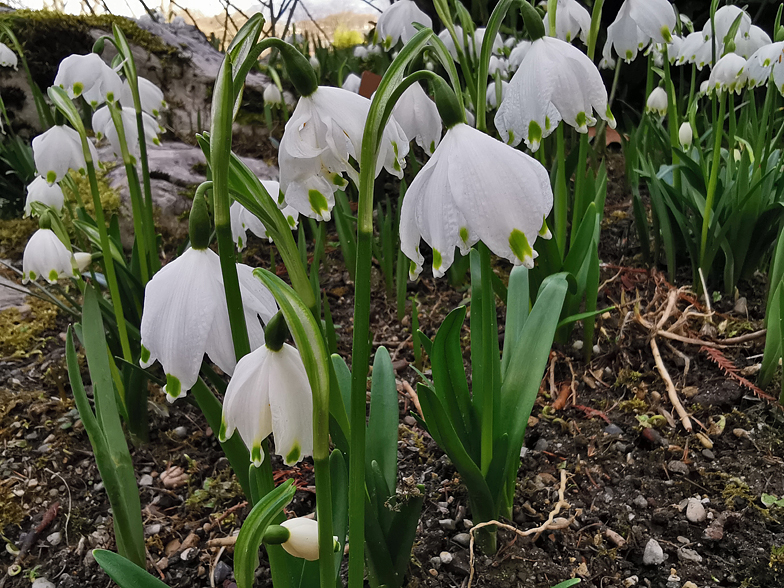 Leucojum vernum