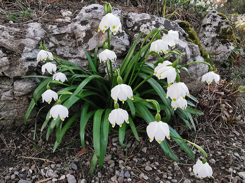 Leucojum vernum