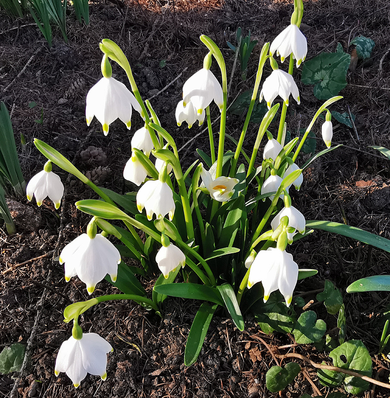 Leucojum vernum