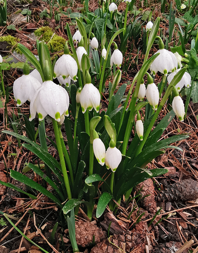 Leucojum vernum