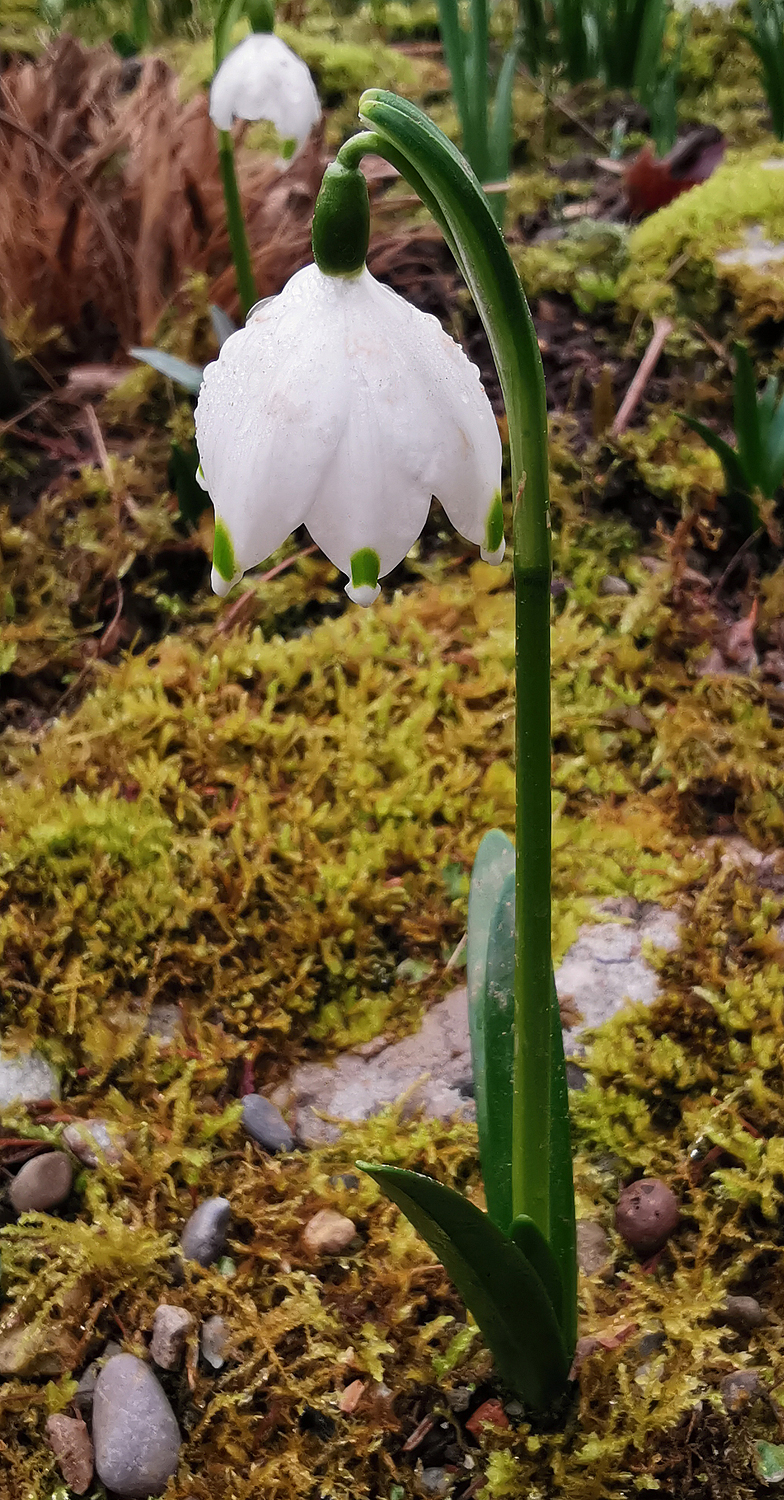 Leucojum vernum