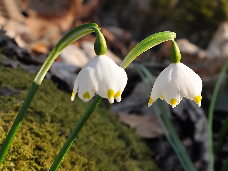 Leucojum vernum