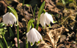 Leucojum vernum