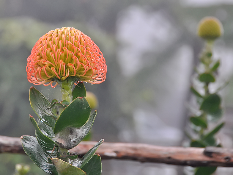 Leucospermum cordifolium