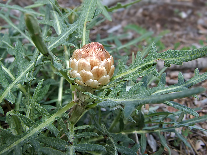 Leuzea conifera