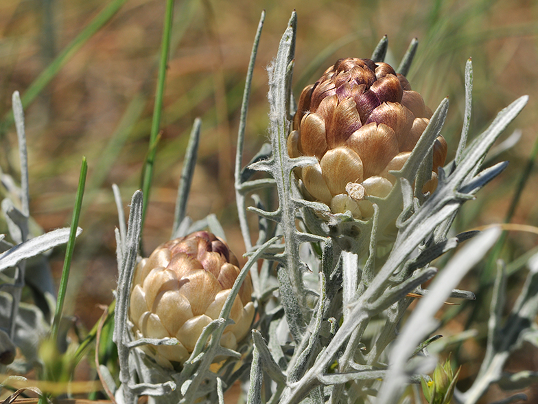 Leuzea conifera Millau