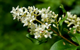 Ligustrum vulgare