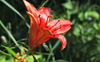 Lilium bulbiferum var. bulbiferum