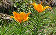 Lilium bulbiferum ssp croceum