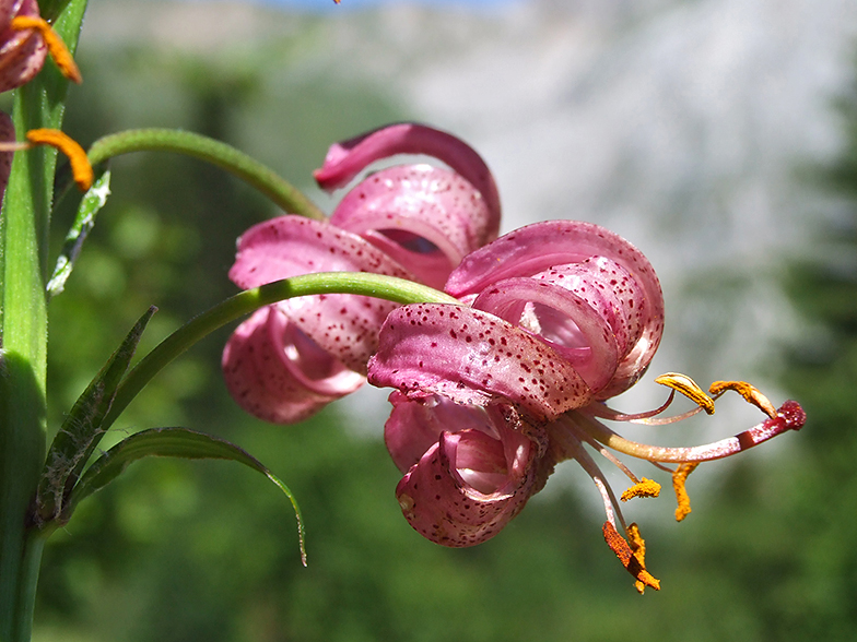 Lilium martagon