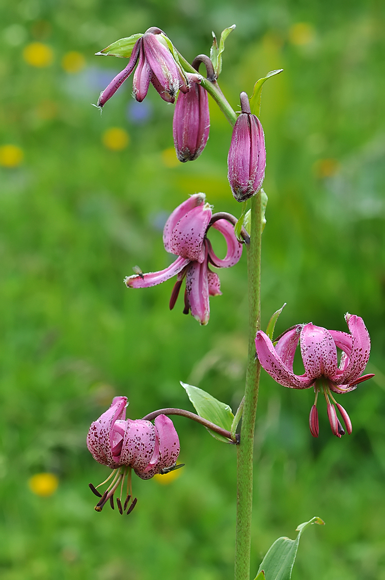 Lilium martagon