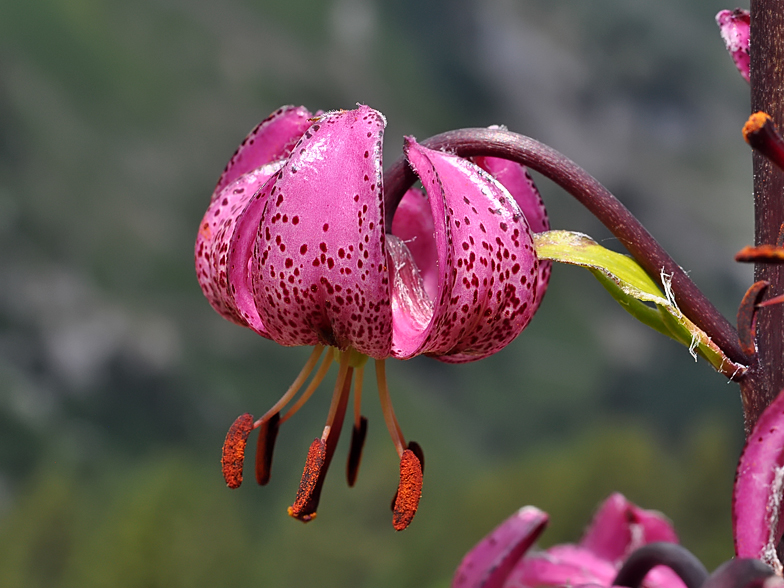 Lilium martagon