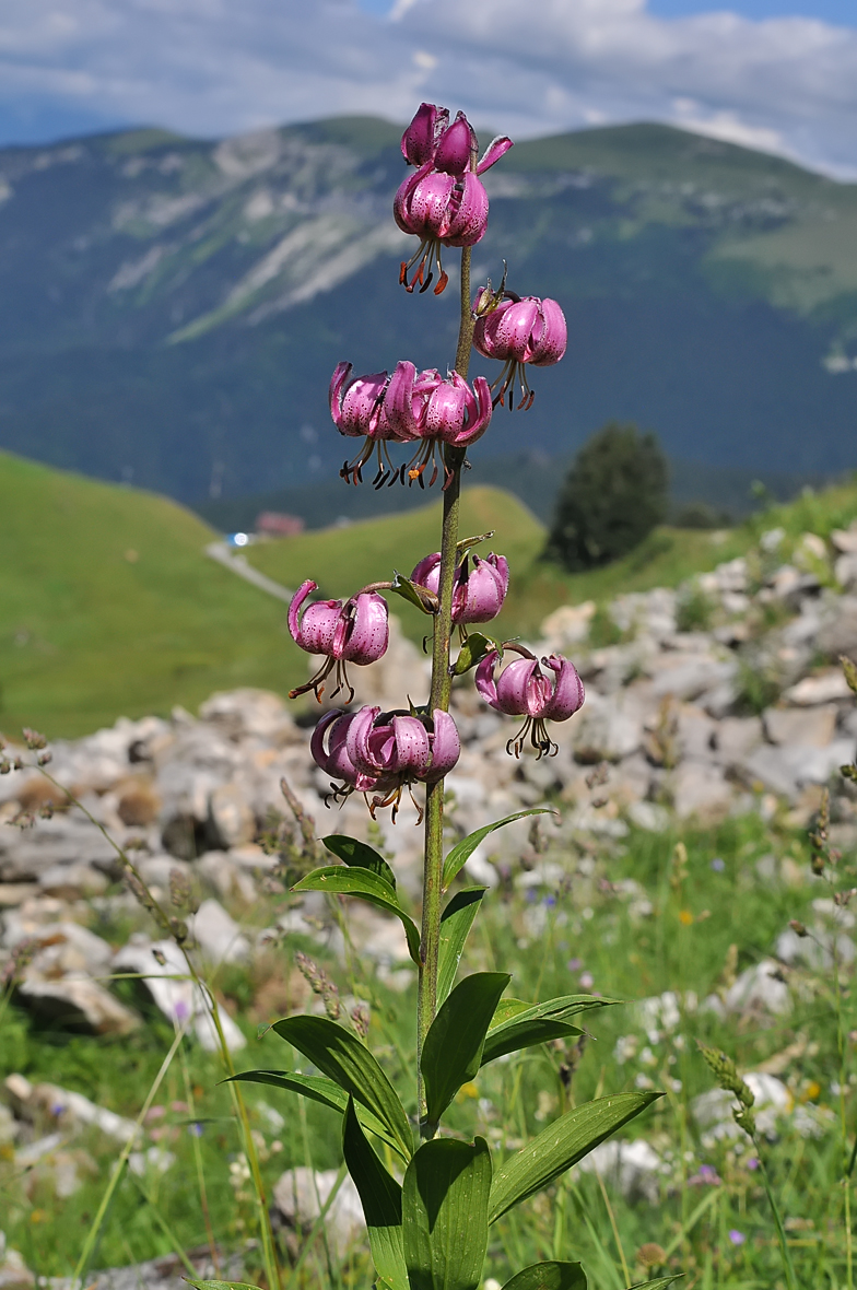 Lilium martagon