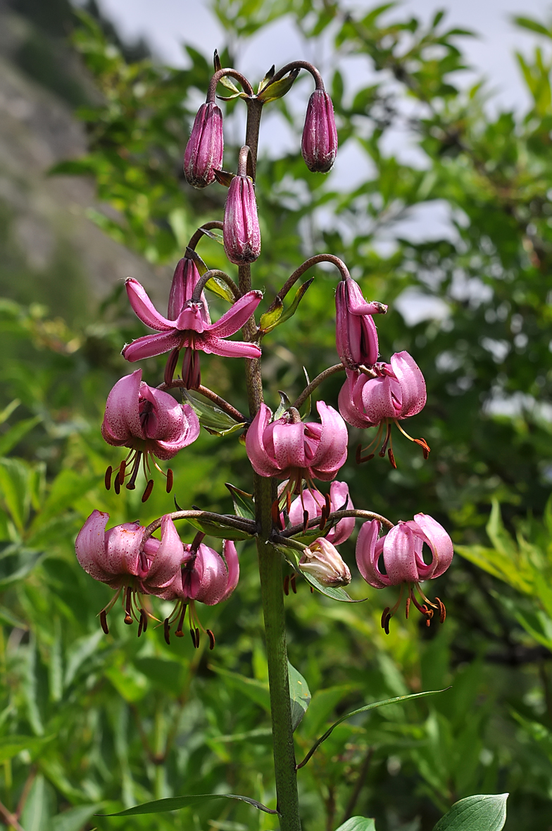 Lilium martagon