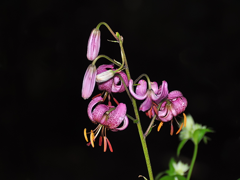 Lilium martagon