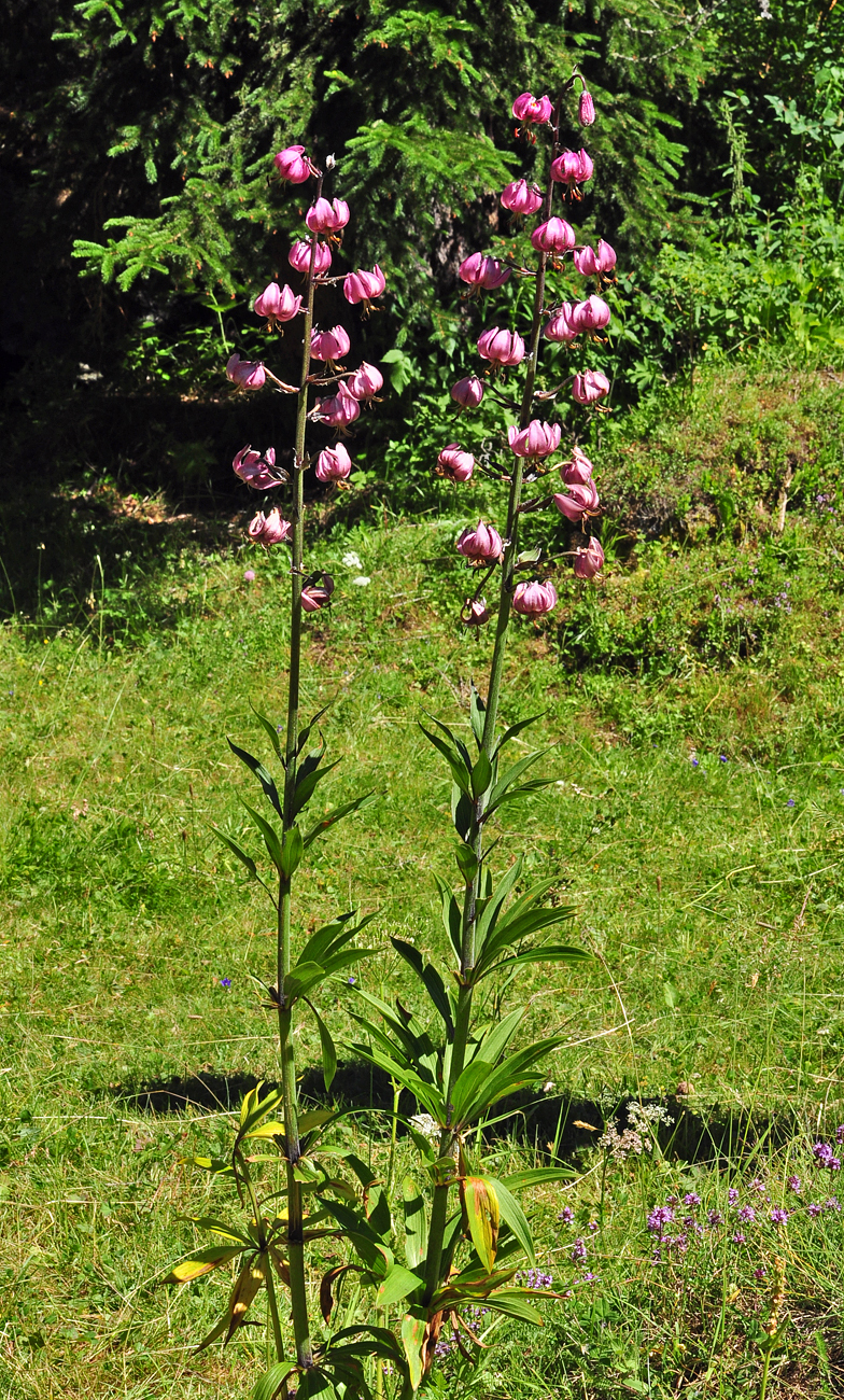 Lilium martagon