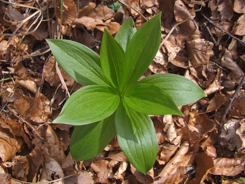 Lilium martagon