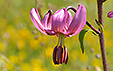 Lilium martagon