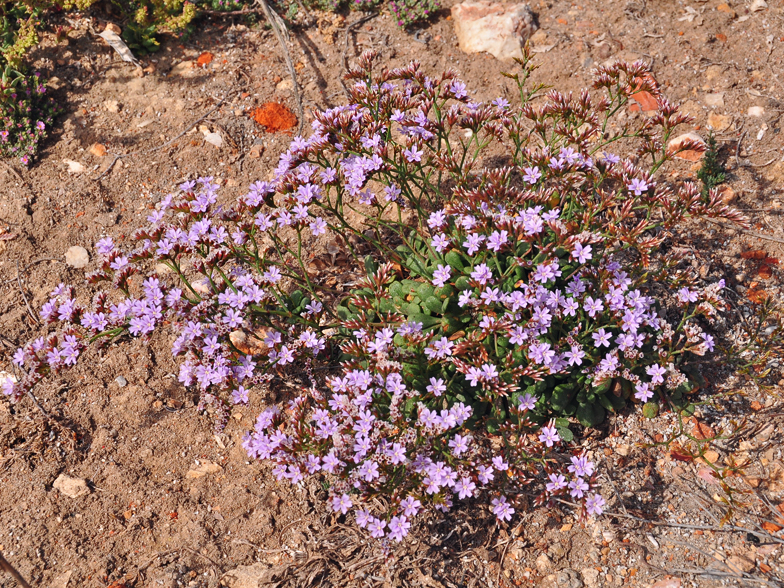 Limonium artruchium