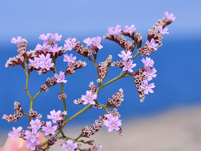 Limonium artruchium