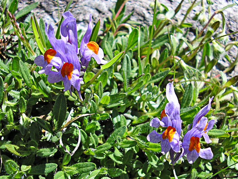 Linaria alpina