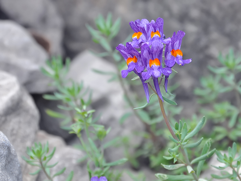 Linaria alpina