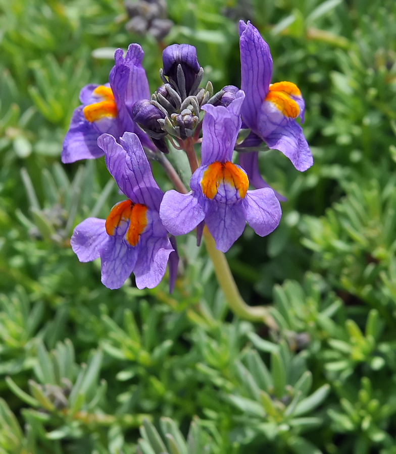 Linaria alpina