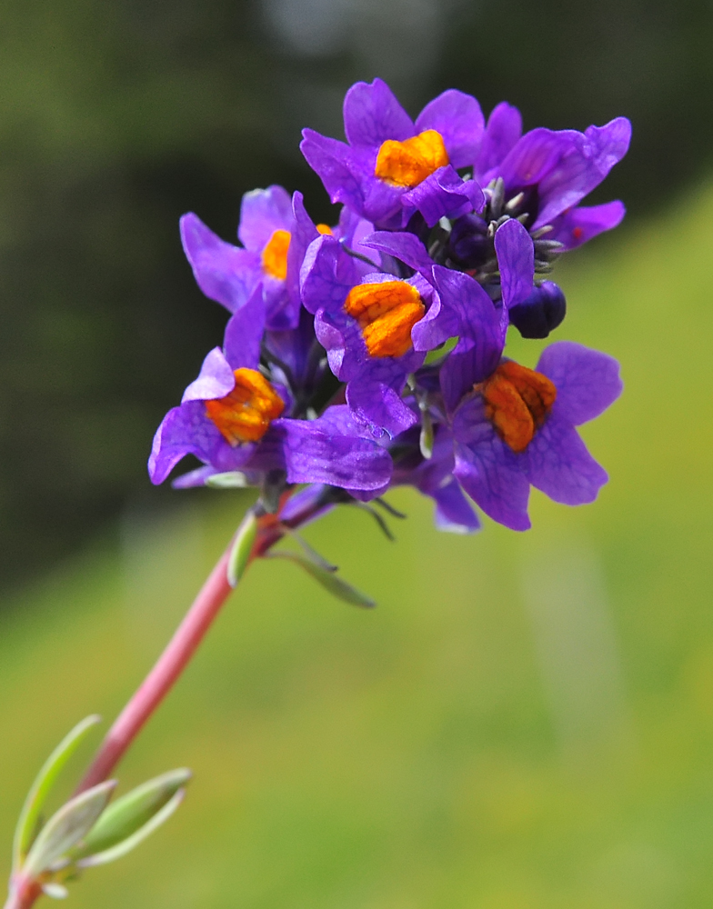 Linaria alpina