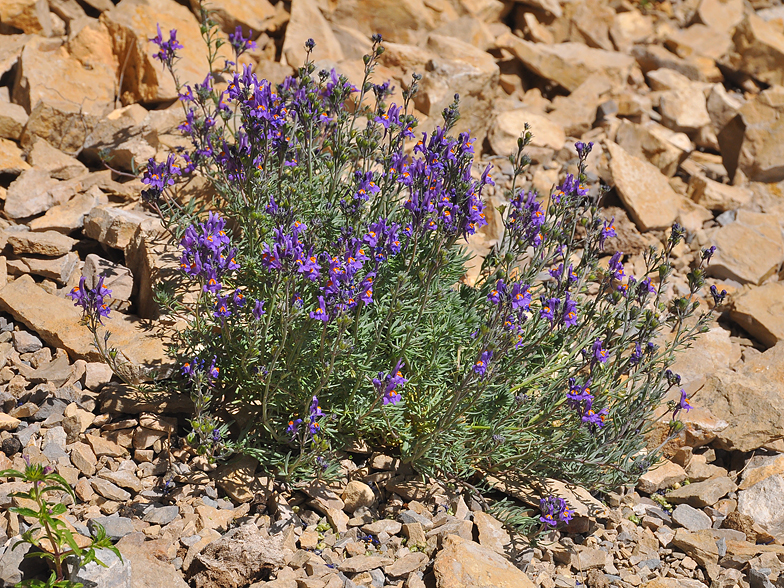 Linaria alpina ssp. petraea