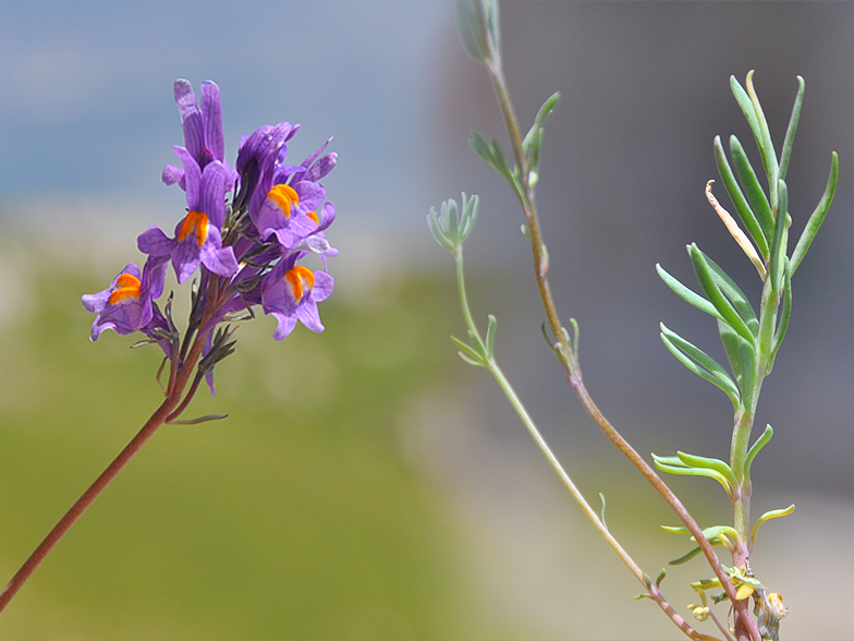 Linaria alpina ssp. petraea