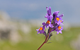 Linaria alpina ssp. petraea