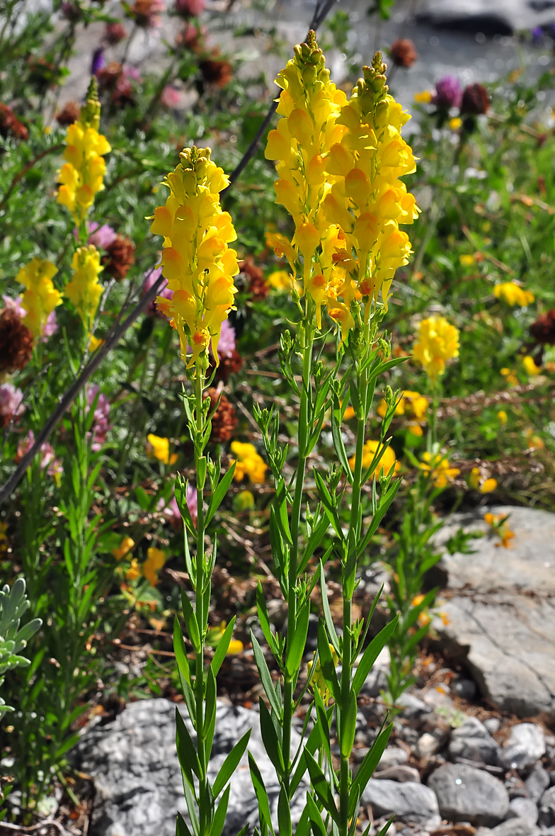 Linaria angustissima