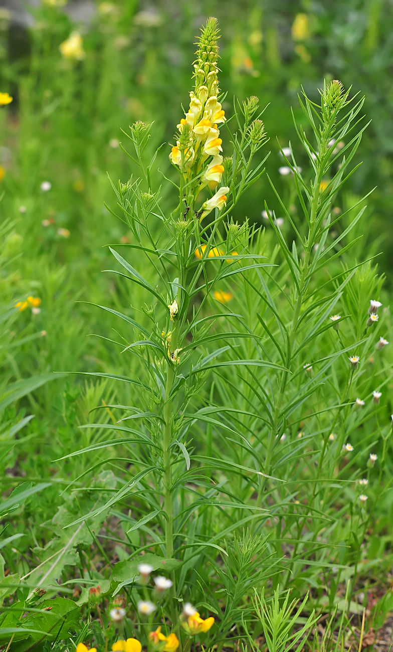 Linaria angustissima