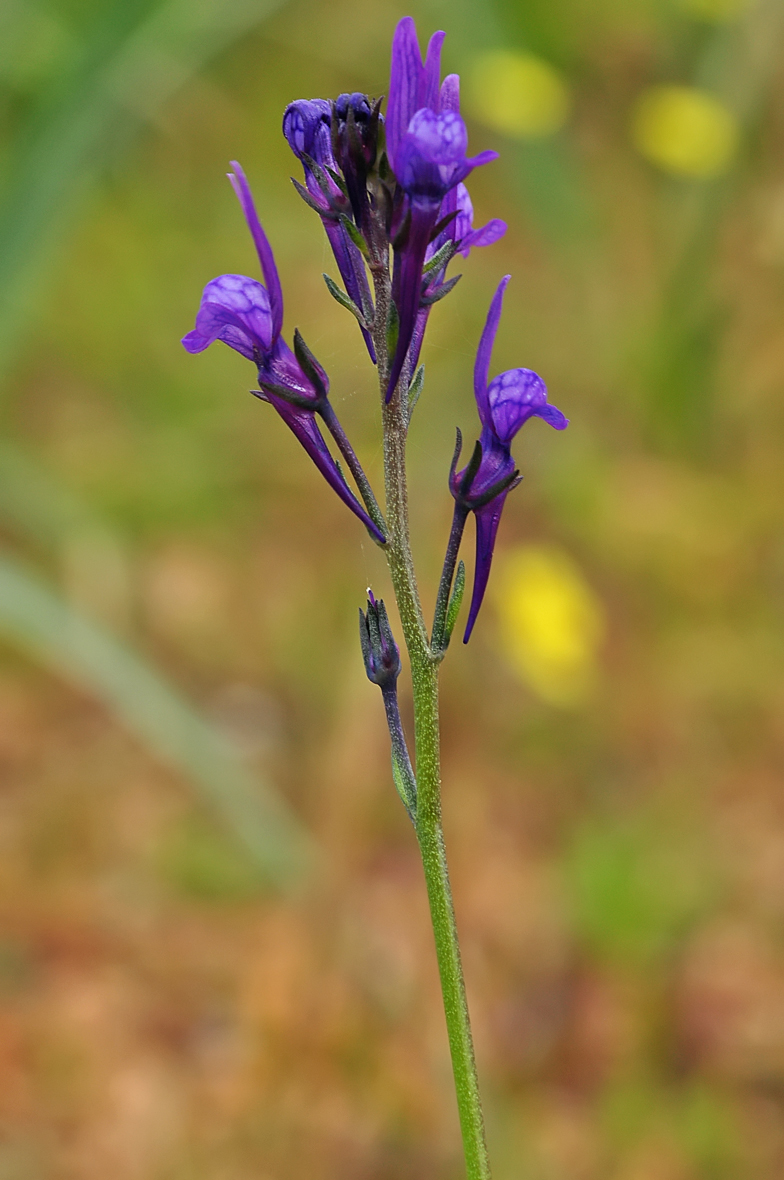 Linaria pelisseriana