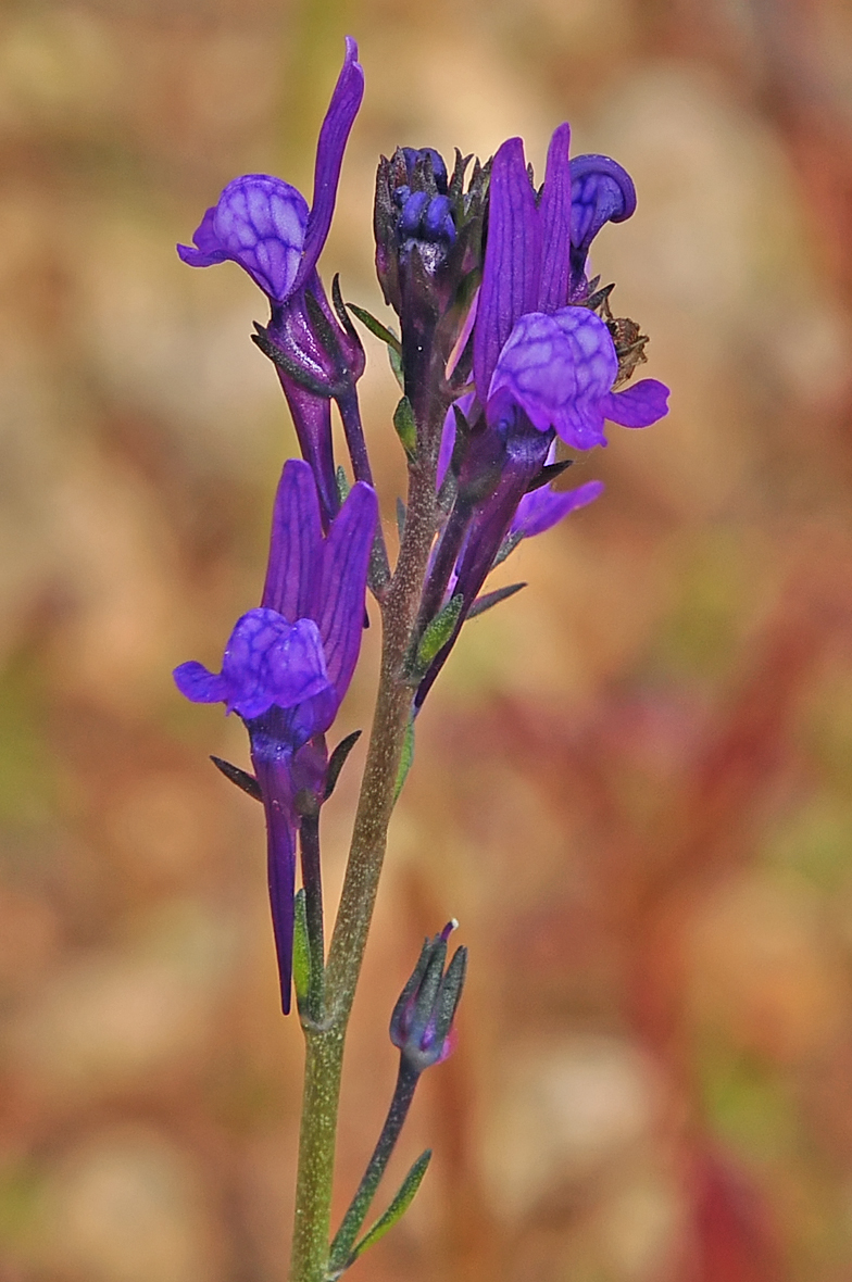 Linaria pelisseriana