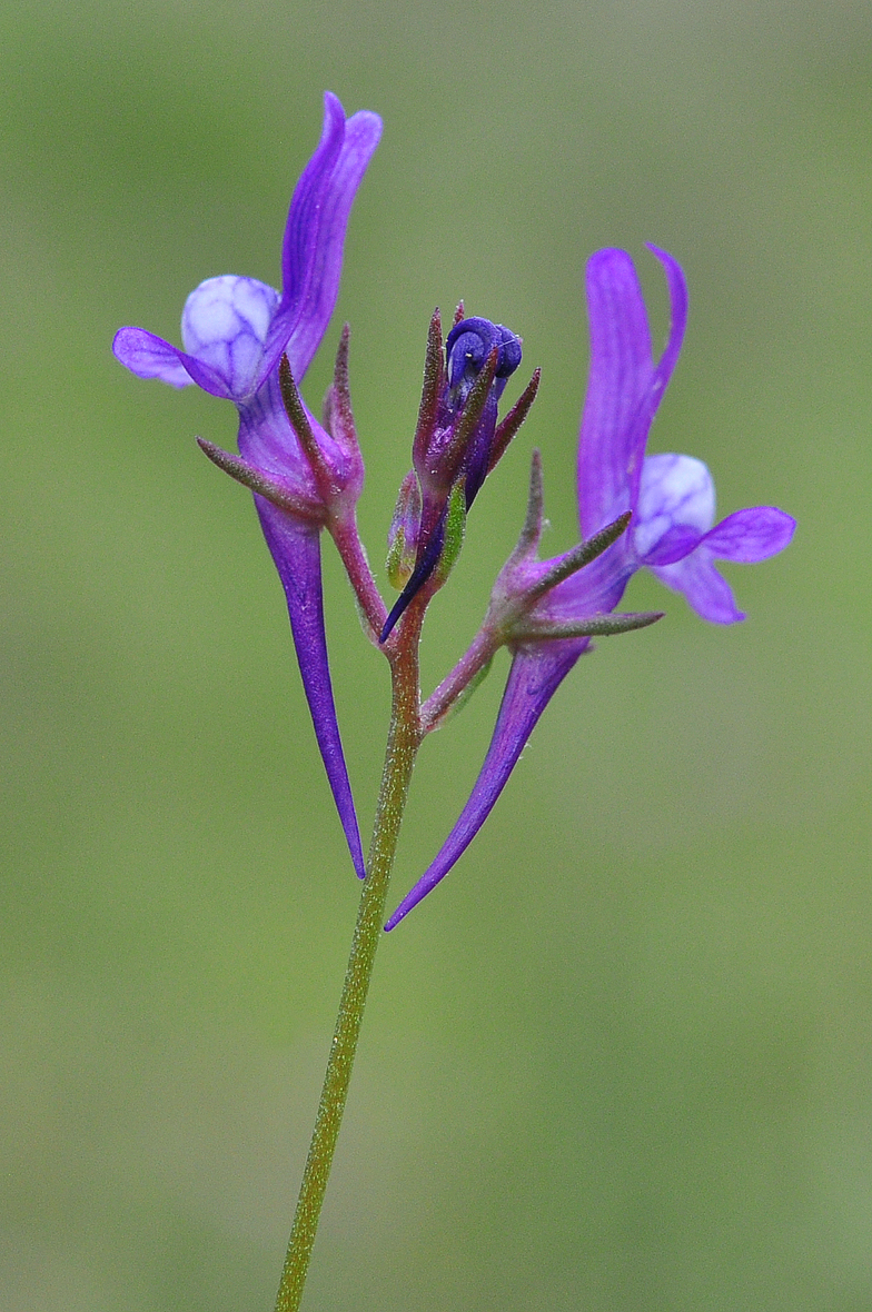 Linaria pelisseriana