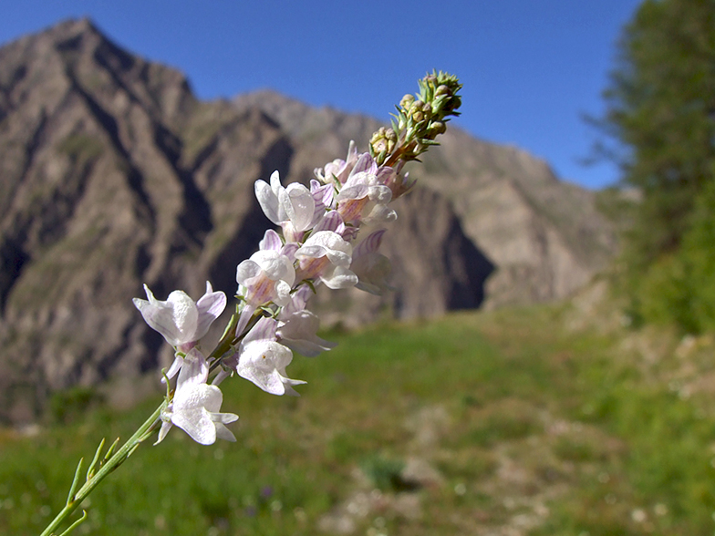 Linaria repens