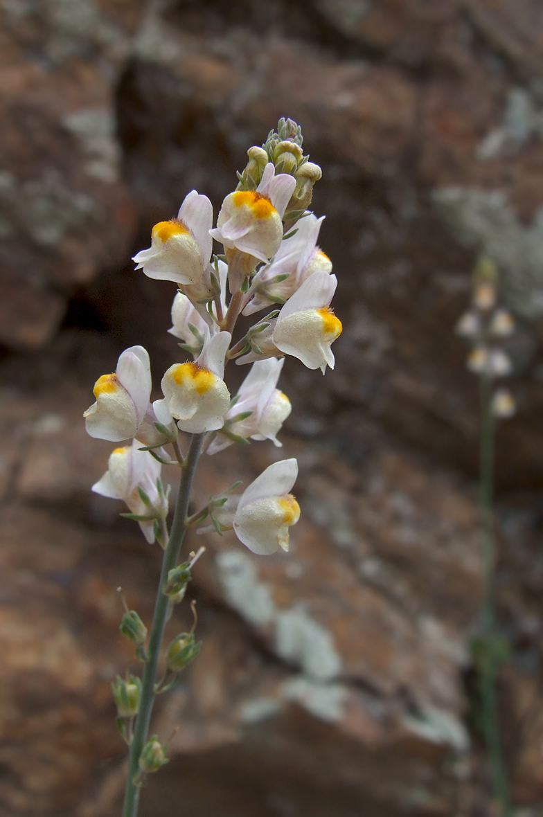 Linaria repens