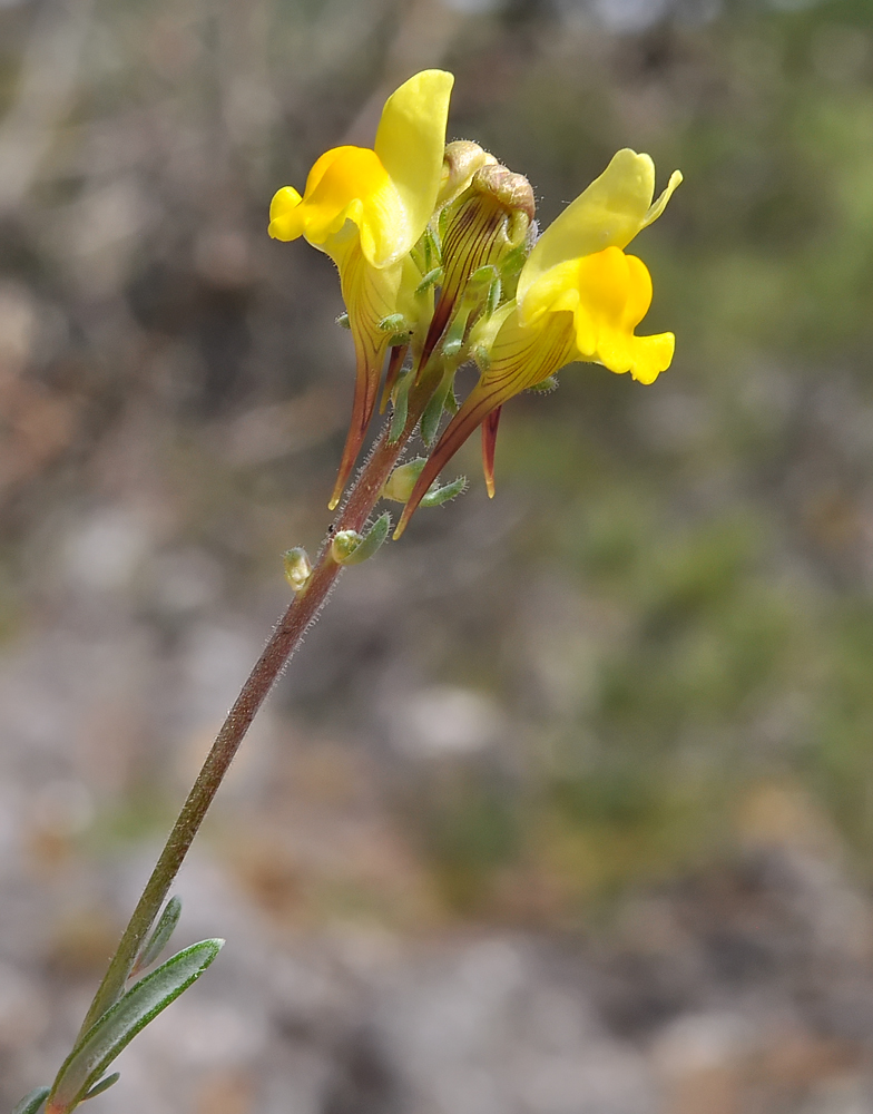 Linaria supina