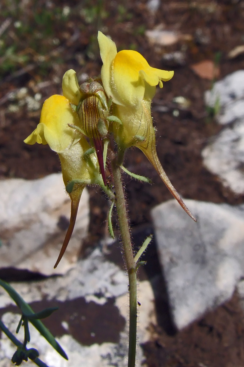 Linaria supina